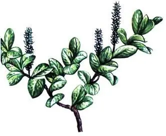 Ива туполистная Salix retusa Мятлик альпийский живородящий Poa alpina var - фото 378