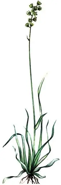 Тофильдия чашецветная Tofieldia calyculata Лилия однобратственная Lilium - фото 381