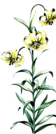 Лилия однобратственная Lilium monadelphum Альпийский поясПоднимаясь еще выше - фото 382