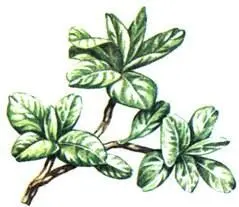 Ива травянистая Salix herbacea Астра альпийская Aster alpinus Колокольчик - фото 384