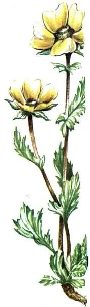Гравилат горный Geum montanum Лапчатка золотистая Potentilia aurea - фото 387
