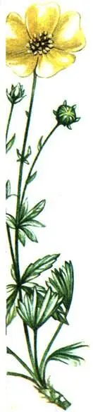 Лапчатка золотистая Potentilia aurea Жирянка альпийская Pinguicula alpina - фото 388