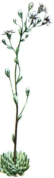 Камнеломка метельчатая Saxifraga paniculata Камнеломка сероватоголубая - фото 391