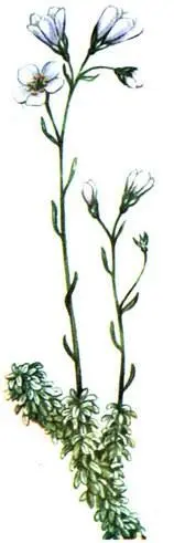 Камнеломка сероватоголубая Saxifraga caesia Проломник карликовый Androsace - фото 392