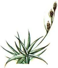 Осока крепкая Carex firma Кольник округлый Phyteuma orbiculare Мытник - фото 394