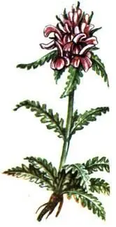 Мытник мутовчатый Pedicularis verticillata Для известняков характерна группа - фото 396