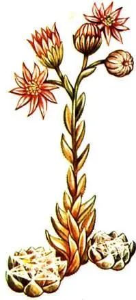 Молодило паутинистое Sempervivum arachnoideum Родиола розовая Rhodiola rosea - фото 399