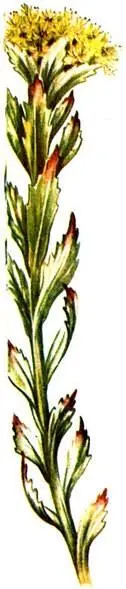 Родиола розовая Rhodiola rosea Незабудочник карликовый Eritrichium nanum - фото 400