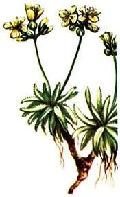 Крупка вечнозеленая Draba aizoides Колокольчик крошечный Campanula - фото 403