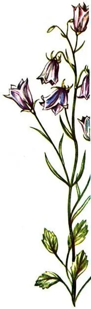 Колокольчик крошечный Campanula cochlearifolia Уже в альпийском высотном поясе - фото 404