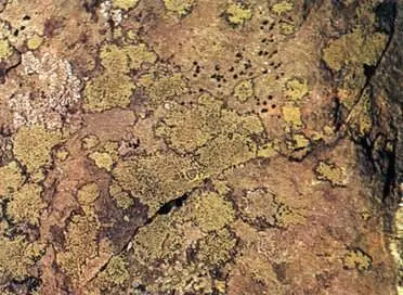 Сильно расчлененные и ярко окрашенные талломы коркового лишайника Rhizocarpon - фото 405