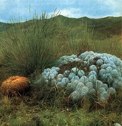 Кактусы Tephrocactus floccosus u Oroya suboculata растущие в высокогорьях - фото 409