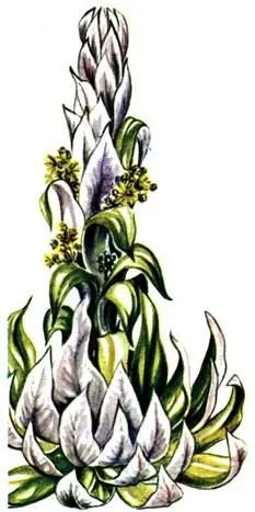 Senecio brassica Lobelia bequaertii ПунаНа некотором удалении от экватора - фото 413