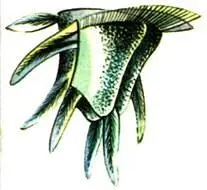 Ceratocoris fusus Noctiluca miliaris Dinophysis acuta Peridinium di - фото 418