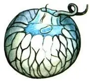 Noctiluca miliaris Dinophysis acuta Peridinium divergens Ceratium l - фото 419