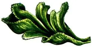 Ulva lactuca Monostroma balticum Важнейший продукт получаемый из красных - фото 437