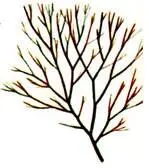 Ceramium rubrum Desmarestia riridis Ectocarpus siliculosus Laminari - фото 446