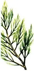 Desmarestia riridis Ectocarpus siliculosus Laminaria digitata Lamin - фото 447