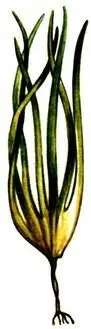 Laminaria digitata Laminaria hyperborea Fucus serratus Fucus resicu - фото 449