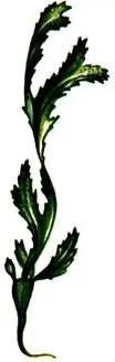 Fucus serratus Fucus resiculosus Laminaria saccharina В некоторых странах - фото 451
