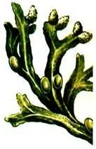 Fucus resiculosus Laminaria saccharina В некоторых странах наряду с - фото 452