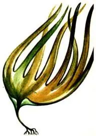 Laminaria saccharina В некоторых странах наряду с употреблением морских - фото 453