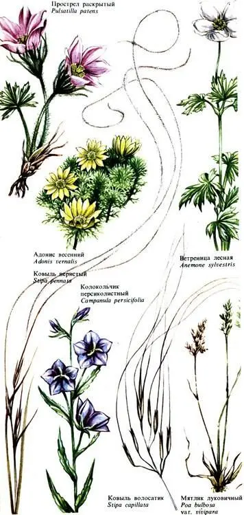 Ветреница лесная Anemone sylvestris Адонис весенний Adonis vernalis Ковыль - фото 53