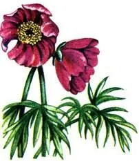 Пион Марьин корень Paeonia anomala сильно уменьшено Прострел желтеющий - фото 57