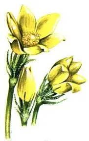 Прострел желтеющий Pulsatilla flavescens Касатик русский Iris ruthenica - фото 58