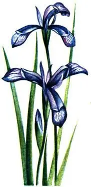 Касатик русский Iris ruthenica Рододендрон даурский Rhododendron dahurieum - фото 59