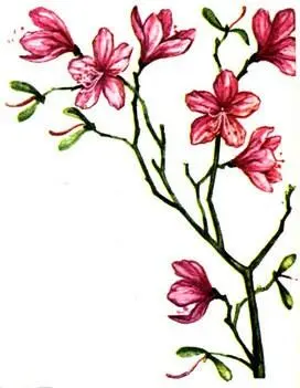 Рододендрон даурский Rhododendron dahurieum Синюха голубая Polemonium - фото 60