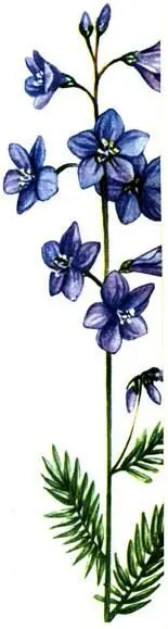 Синюха голубая Polemonium coeruleum На значительных участках горных долин и в - фото 61