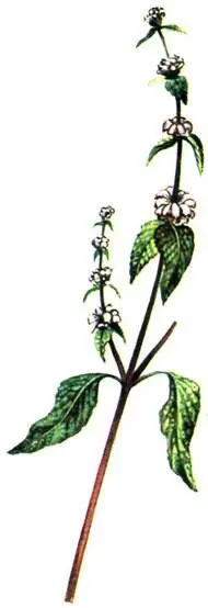 Зопник клубненосный Phlomis tuberose Лилия узколистная Lilium tenuifolium - фото 68