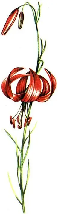 Лилия узколистная Lilium tenuifolium Термопсис ланцетный Thermopsis - фото 69