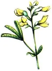 Термопсис ланцетный Thermopsis lanceolata Вероника седая Veronica incana - фото 70