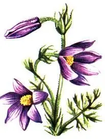 Прострел Турчанинова Pulsatilla turczaninorii Горноколосник колючий - фото 74