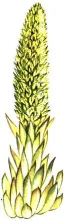 Горноколосник колючий Orostachys spinosa Стеллера карликовая Stellera - фото 75