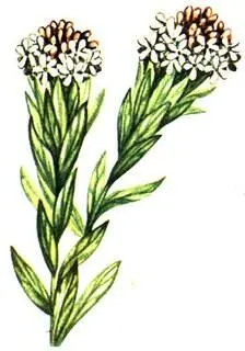 Стеллера карликовая Stellera chamaejasme Цельнолистник даурский Haplophyllum - фото 76