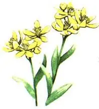 Цельнолистник даурский Haplophyllum dahuricum Гониолимон красивый Goniolimon - фото 77