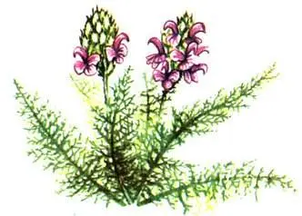 Мытник краснеющий Pedicularis rubens Рапонтикум одноцветковый Rhaponticum - фото 79