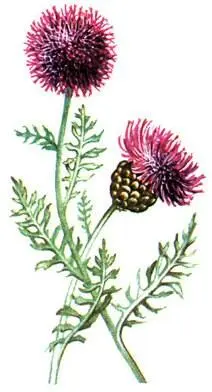 Рапонтикум одноцветковый Rhaponticum uniflorum Подобно восточноевропейским и - фото 80