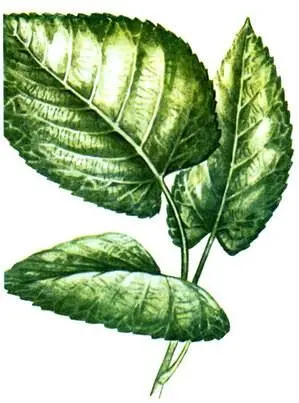 Липа американская Tilia americana Ясень пенсильванский Fraxinus - фото 83