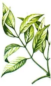 Ясень пенсильванский Fraxinus pennsylvanica Клен ясенелистный Acer negundo - фото 84