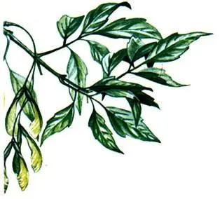 Клен ясенелистный Acer negundo Платан западный Platanus occidentalis Клен - фото 85