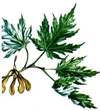 Клен сахаристый Acer saccharinum Дуб крупноплодный Quercus macrocarpa - фото 87