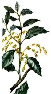 Дуб каменный Quercus ilex Дуб каменный Quercus ilex Кипарис вечнозеленый - фото 95