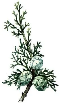 Кипарис вечнозеленый Cupressus sempervirens Оливка Olea europaea Олеандр - фото 97