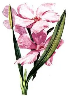 Олеандр Nerium oleander Калина лавролистная Viburnum tinus Земляничное - фото 99