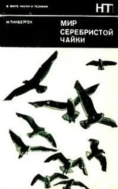 Николас Тинберген Мир серебристой чайки обложка книги