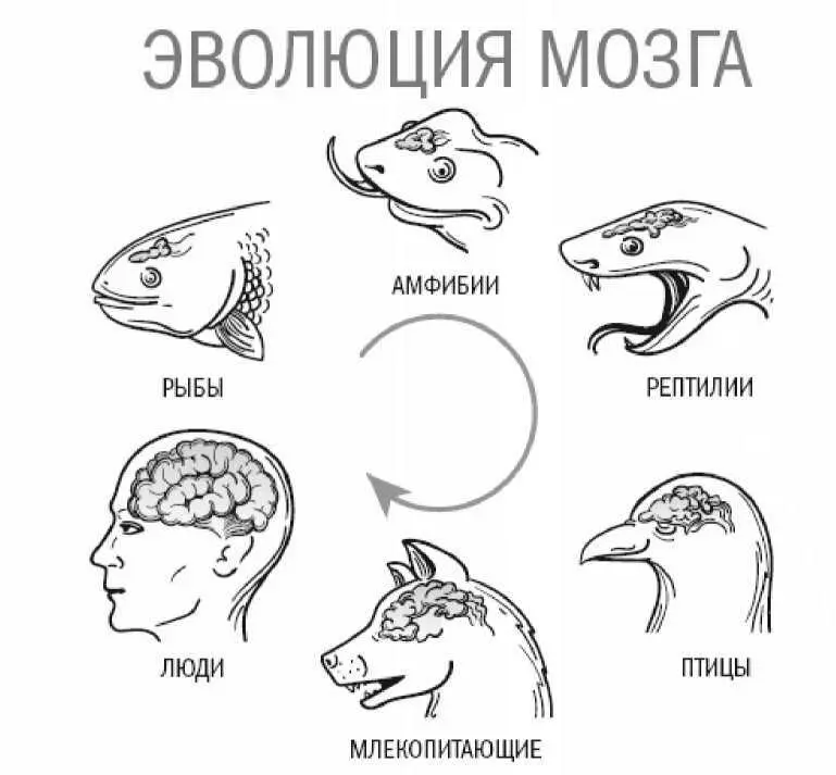 Повидимому мозг человека способен не просто обрабатывать и запоминать - фото 1